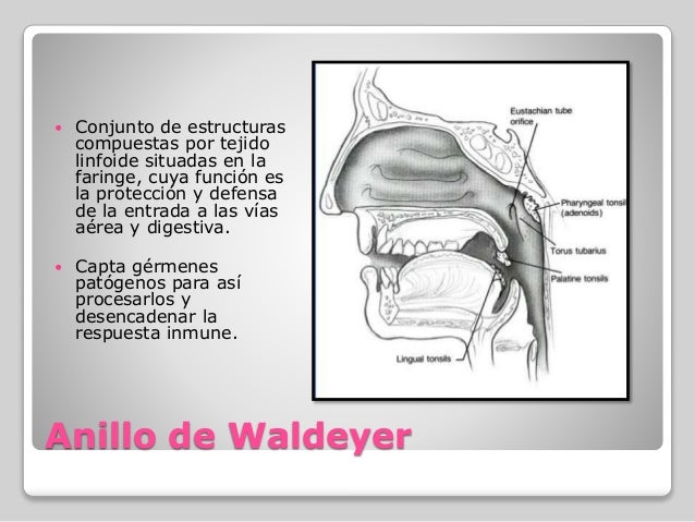 anillo de waldeyer